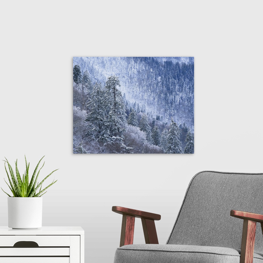 A modern room featuring Tennessee, Great Smoky Mountains National Park, Snow covered trees in forest.