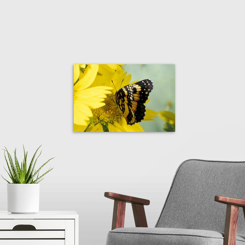 A modern room featuring USA, Texas, Brooks County.Border patch butterfly on cowpen daisy.Chlosyne lacinia)