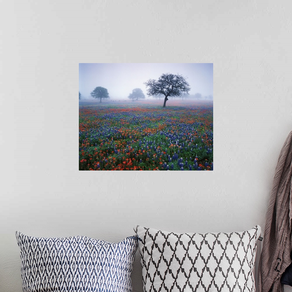 A bohemian room featuring USA, Texas, Hill Country, View of Texas paintbrush and bluebonnets flowers at dawn.