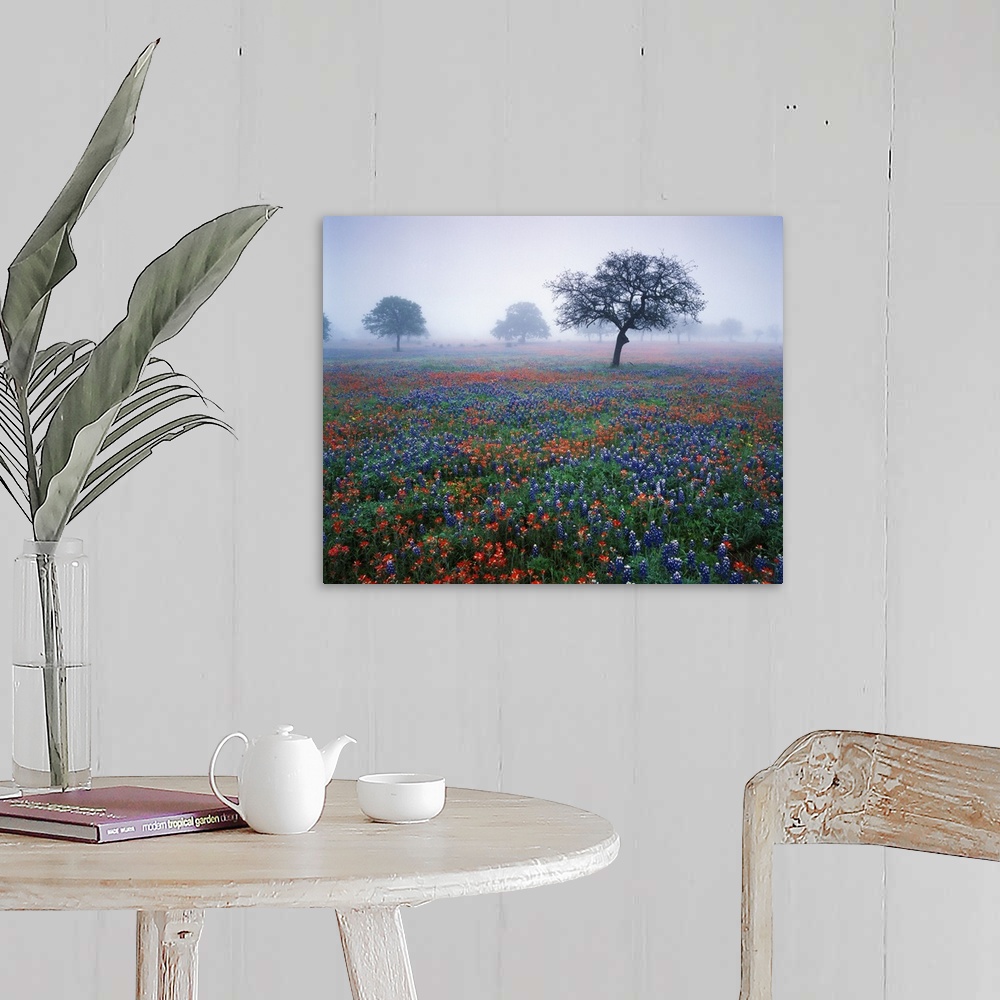 A farmhouse room featuring USA, Texas, Hill Country, View of Texas paintbrush and bluebonnets flowers at dawn.