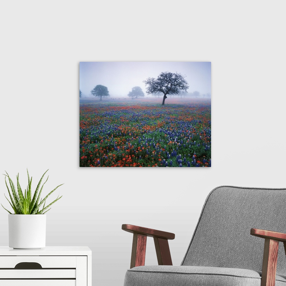 A modern room featuring USA, Texas, Hill Country, View of Texas paintbrush and bluebonnets flowers at dawn.