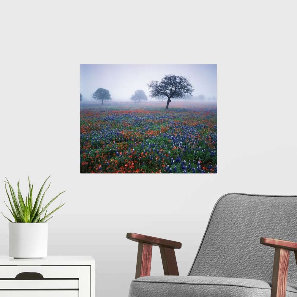 A modern room featuring USA, Texas, Hill Country, View of Texas paintbrush and bluebonnets flowers at dawn.