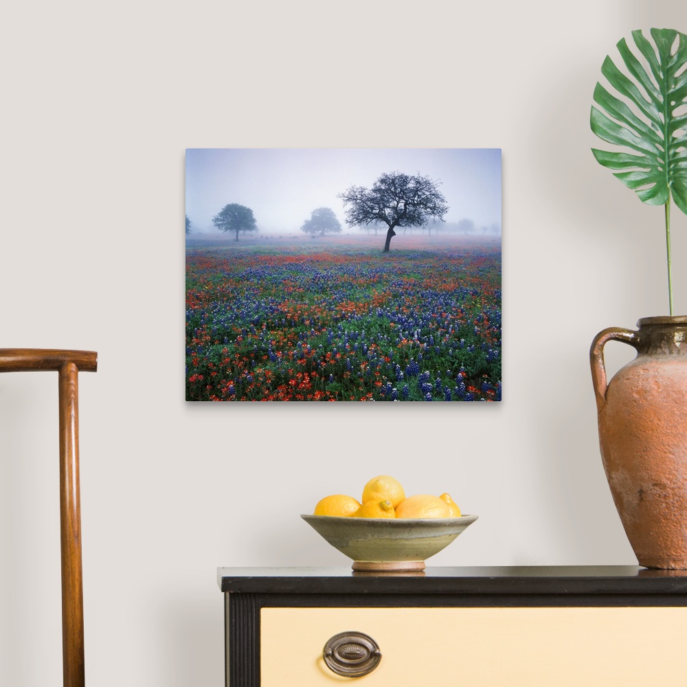 A traditional room featuring USA, Texas, Hill Country, View of Texas paintbrush and bluebonnets flowers at dawn.