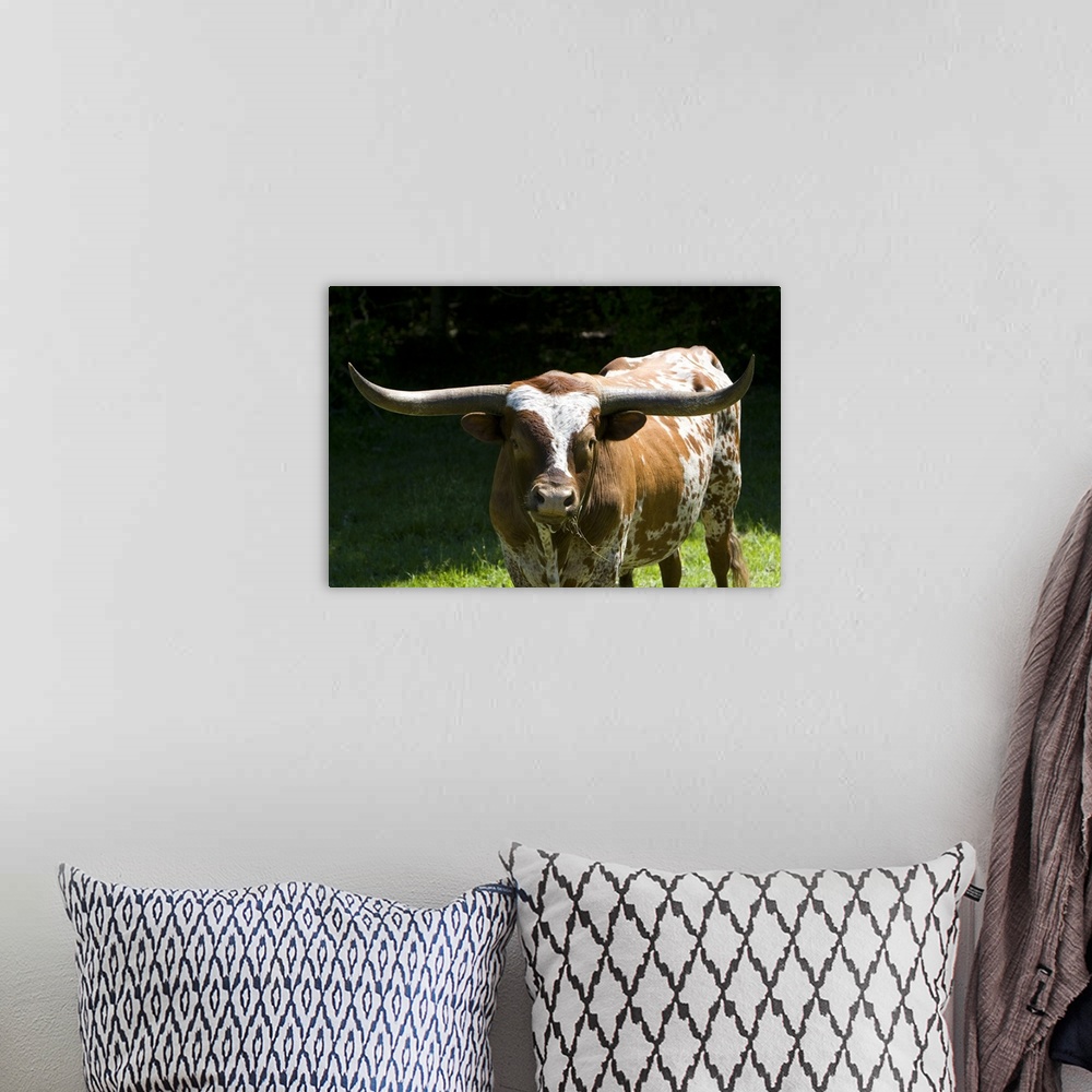 A bohemian room featuring Texas longhorn bull in Washington County, Texas.