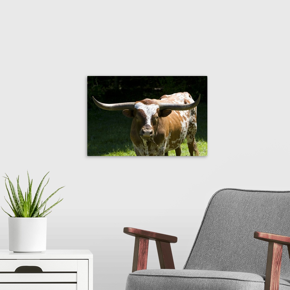A modern room featuring Texas longhorn bull in Washington County, Texas.