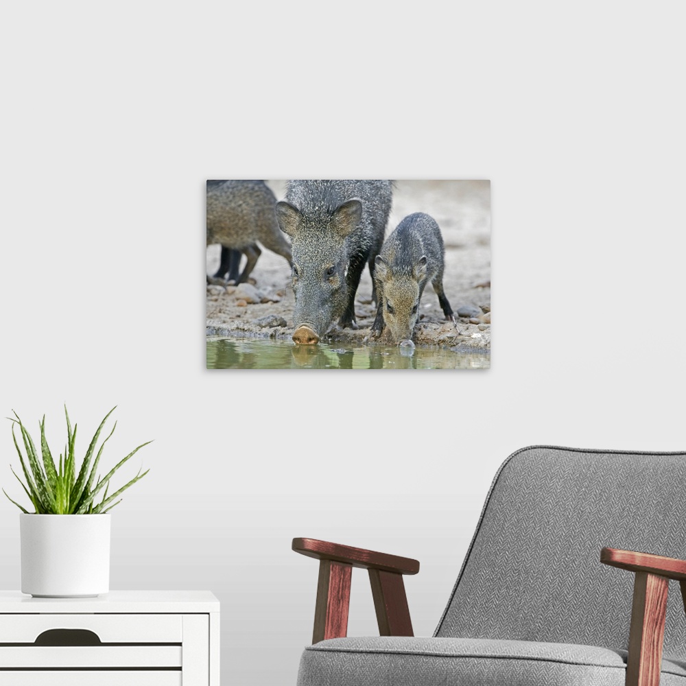 A modern room featuring Texas, Rio Grande Valley. Javelina adult and juvenile drinking at water hole.