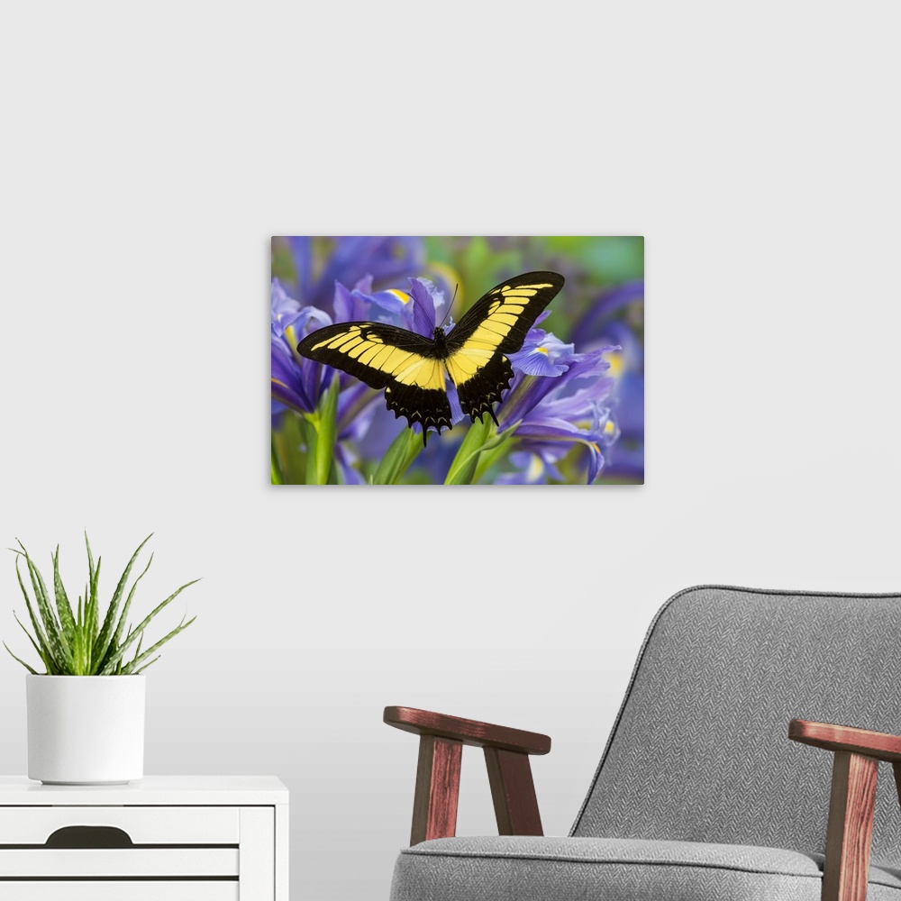 A modern room featuring The Androgeus Swallowtail, Queen Page or Queen Swallowtail Butterfly, Papilio Androgeus.