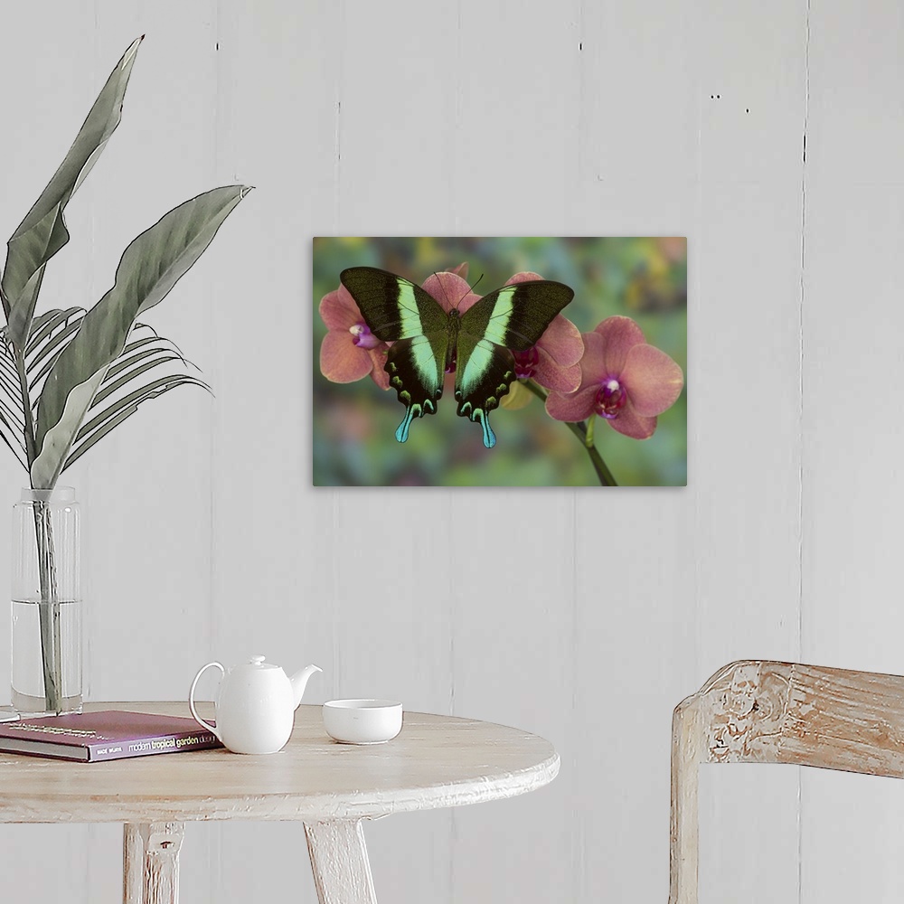 A farmhouse room featuring The Green Swallowtail Butterfly, Papilio blumei.