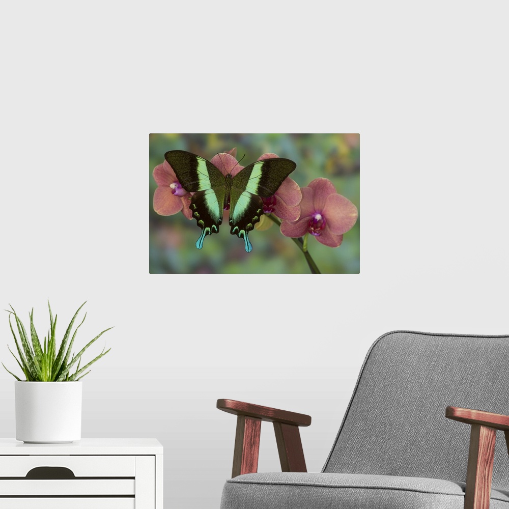 A modern room featuring The Green Swallowtail Butterfly, Papilio blumei.