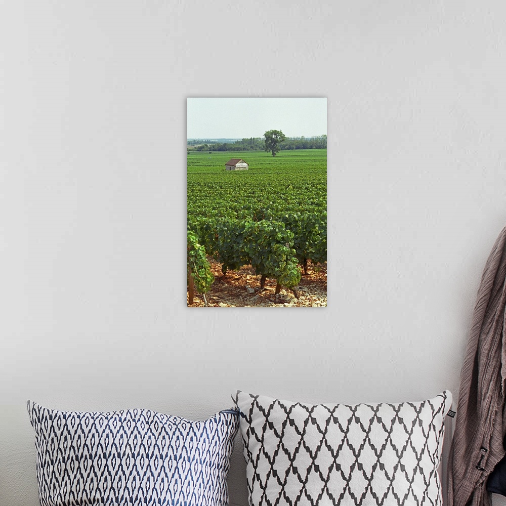 A bohemian room featuring The Les Genevrieres vineyard in Meursault, Bourgogne