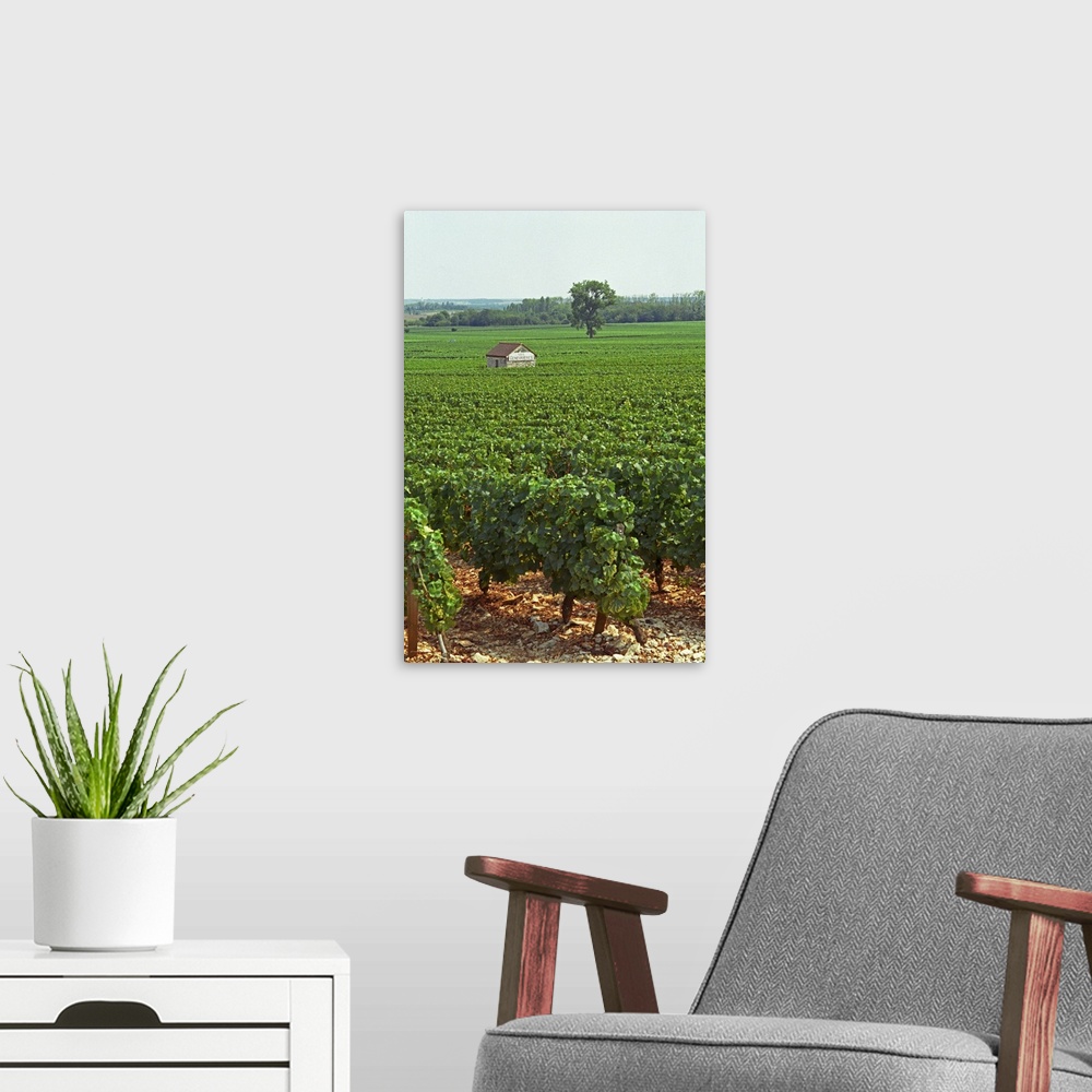 A modern room featuring The Les Genevrieres vineyard in Meursault, Bourgogne