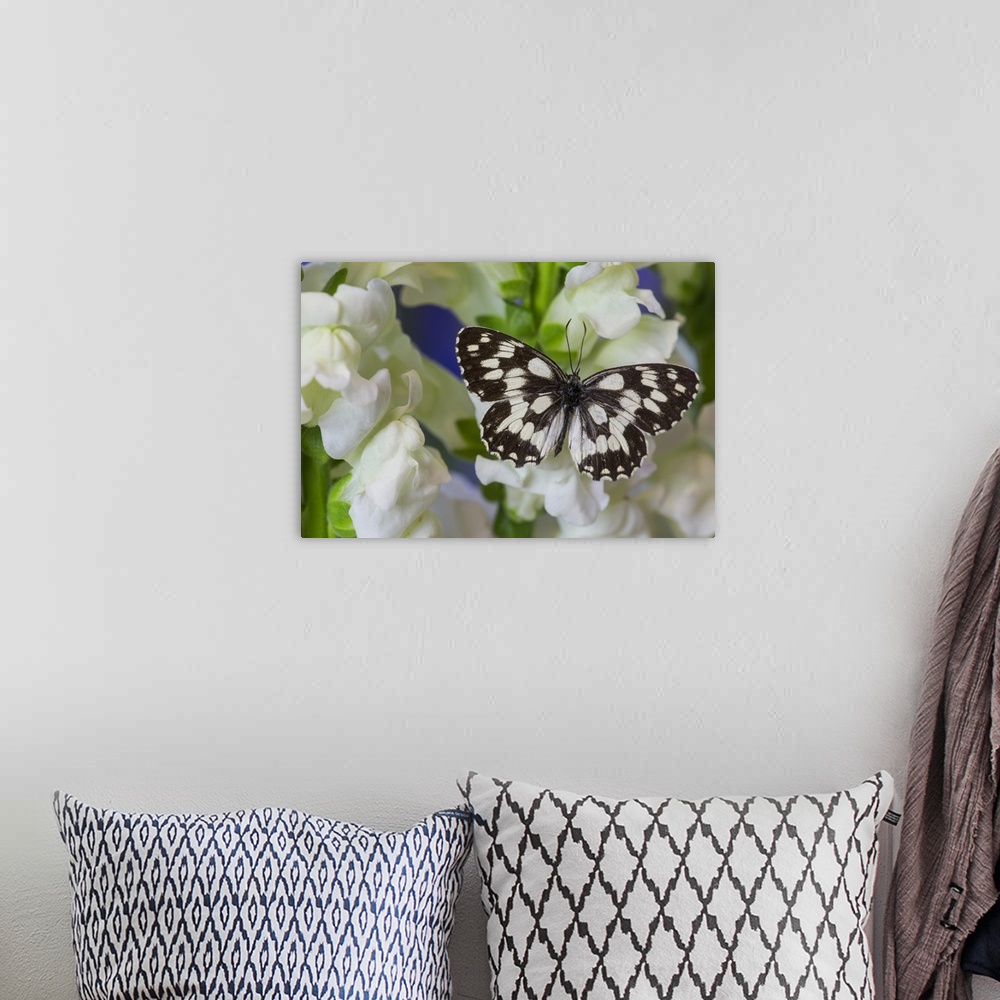 A bohemian room featuring The marbled white butterfly, Melanargia galathea from Europe.