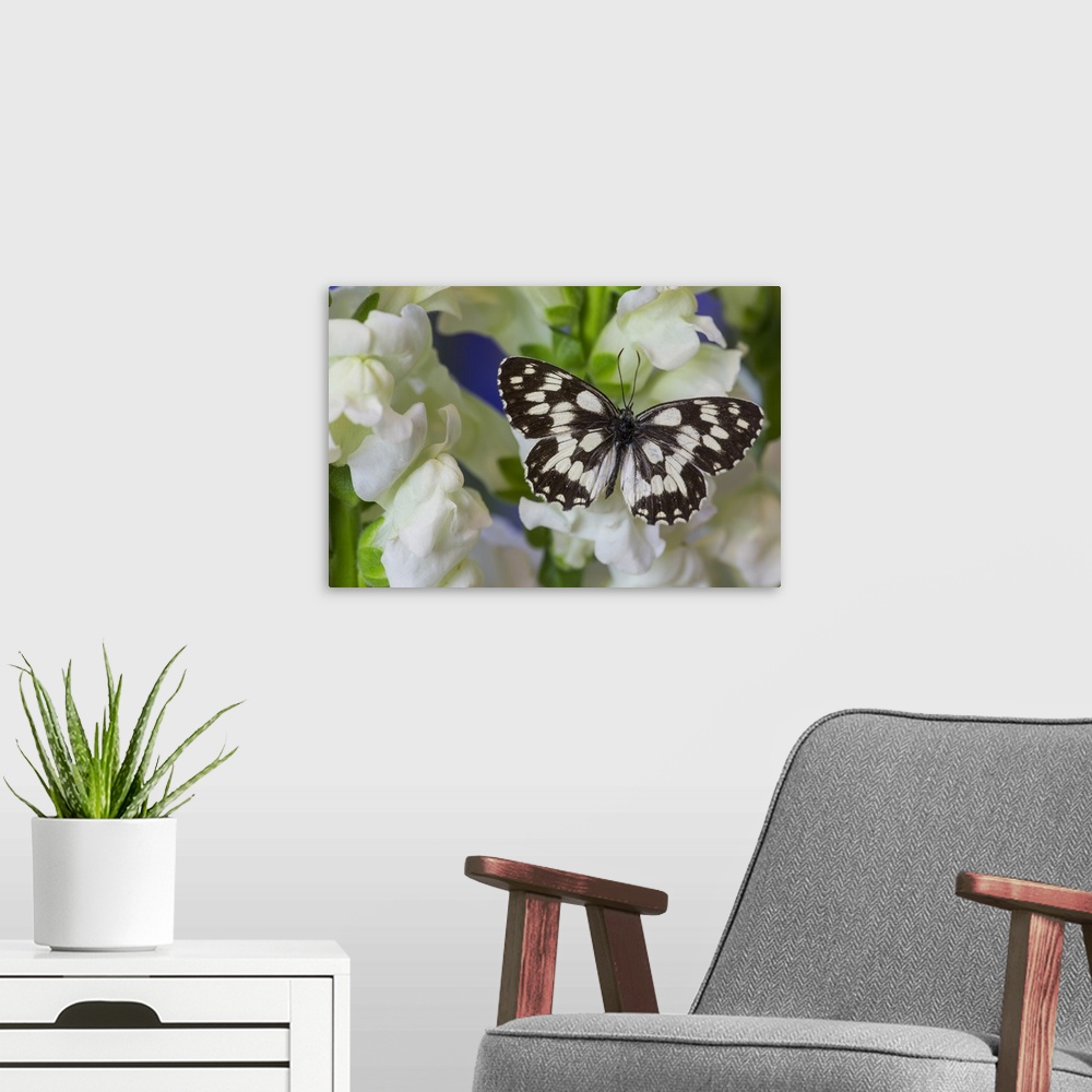 A modern room featuring The marbled white butterfly, Melanargia galathea from Europe.