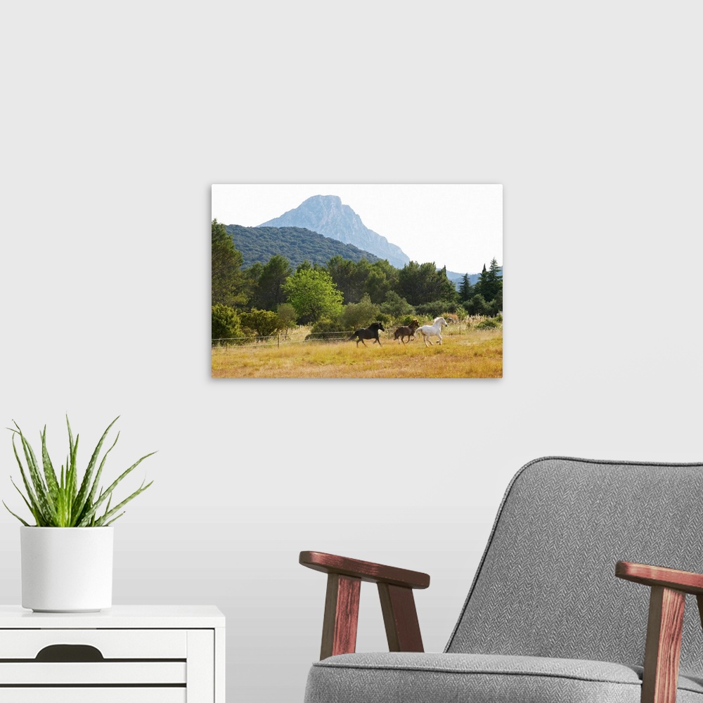 A modern room featuring The Pic St Loup Mountain Top Peak, Languedoc. Horses Running Free In A Field, France