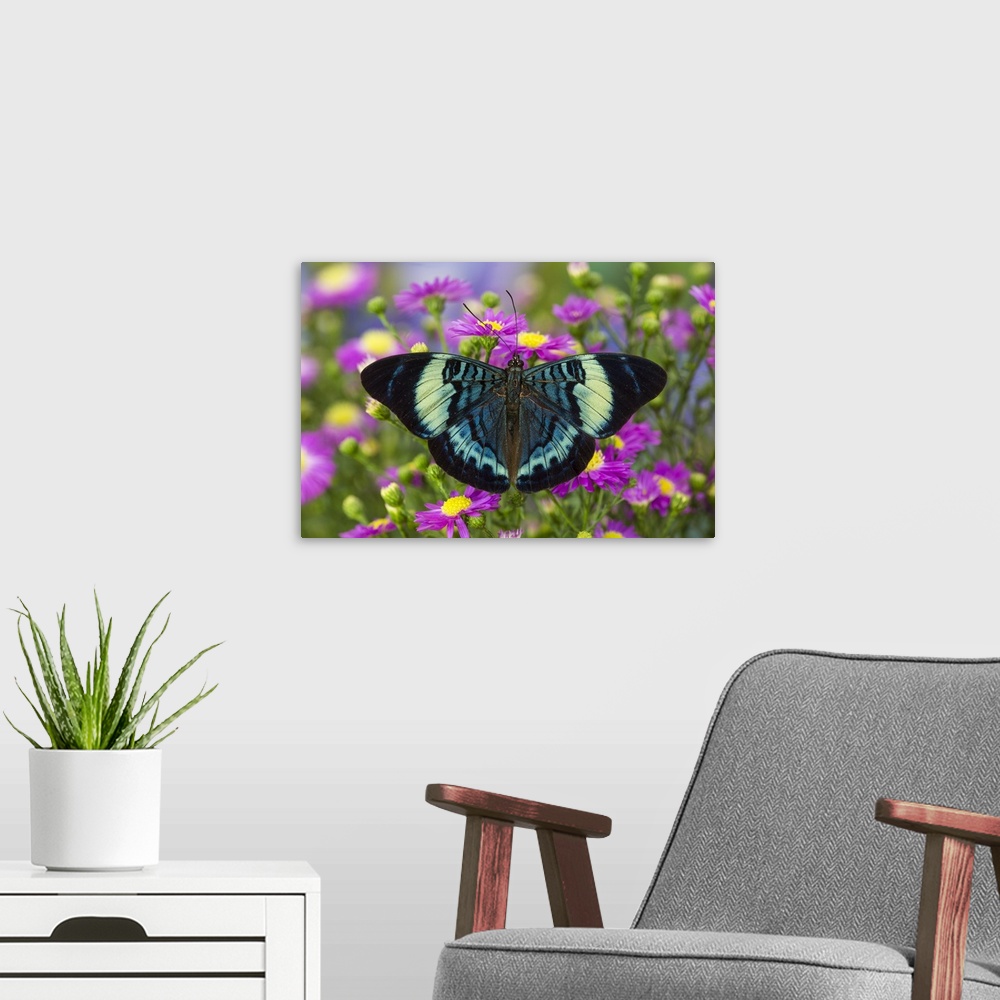 A modern room featuring The Procilla Beauty Butterfly, Panacea procilla.