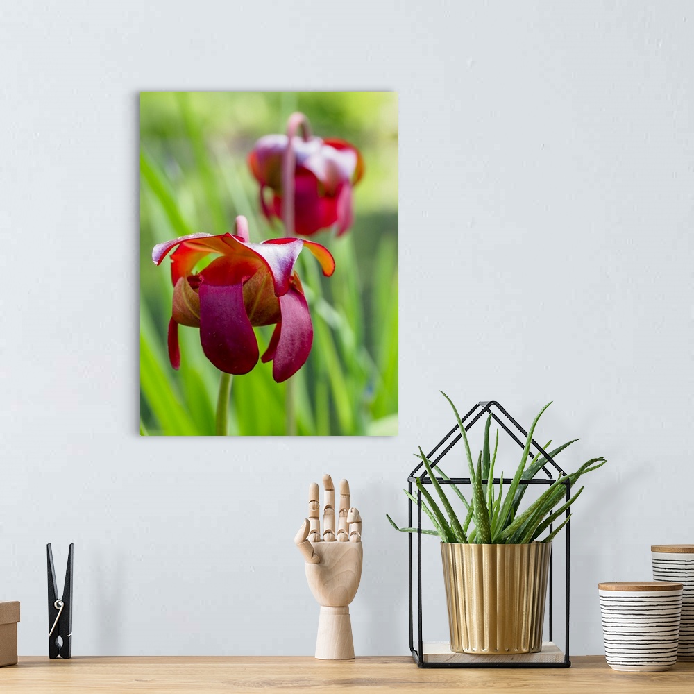 A bohemian room featuring USA, North America, Delaware. The Red Flower Of The Pitcher Plant (Sarracenia Rubra), A Carnivoro...