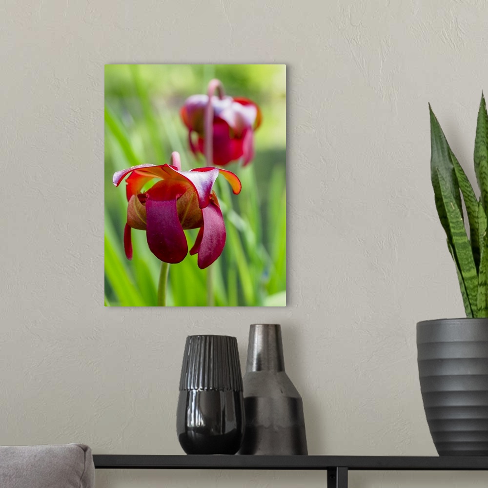A modern room featuring USA, North America, Delaware. The Red Flower Of The Pitcher Plant (Sarracenia Rubra), A Carnivoro...