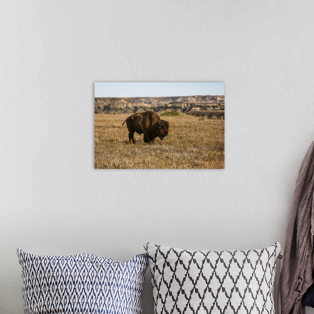 A bohemian room featuring Theodore Roosevelt National Park, North Dakota, USA. Badlands bison. United States, North Dakota.