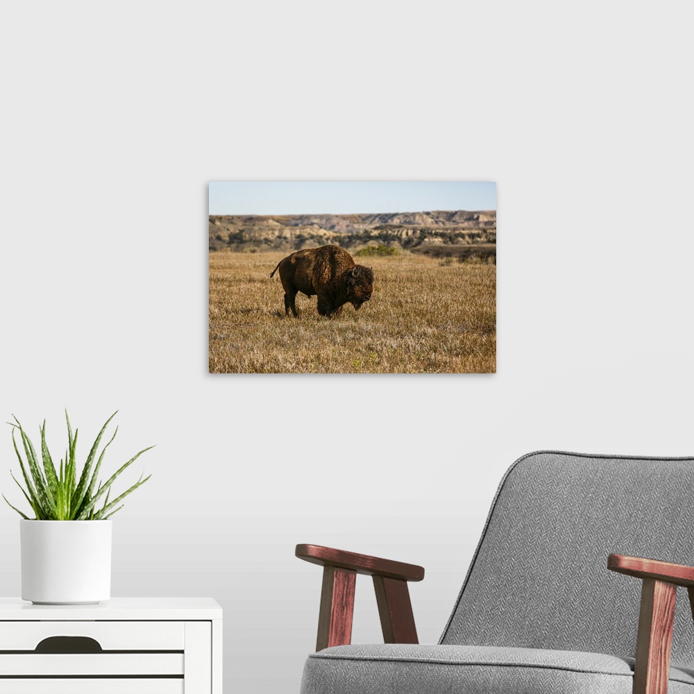 A modern room featuring Theodore Roosevelt National Park, North Dakota, USA. Badlands bison. United States, North Dakota.