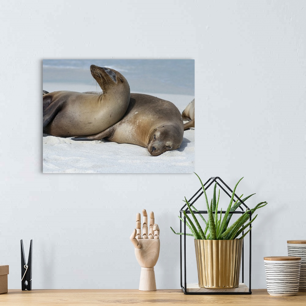 A bohemian room featuring These Sea Lions Cuddle At Gardner Bay, Espanola Island