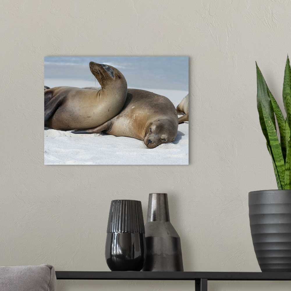 A modern room featuring These Sea Lions Cuddle At Gardner Bay, Espanola Island