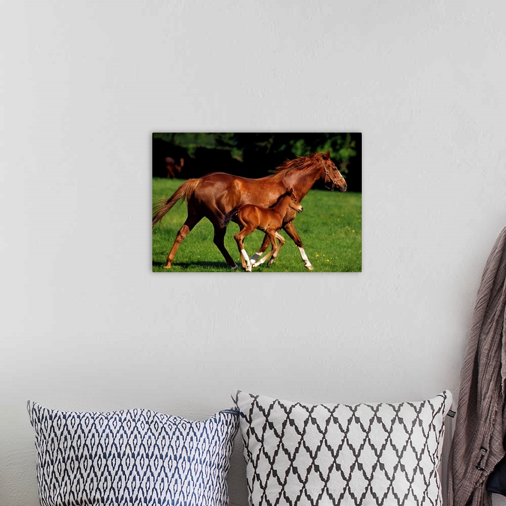 A bohemian room featuring Thoroughbred Chestnut Mare & Foal, Ireland.
