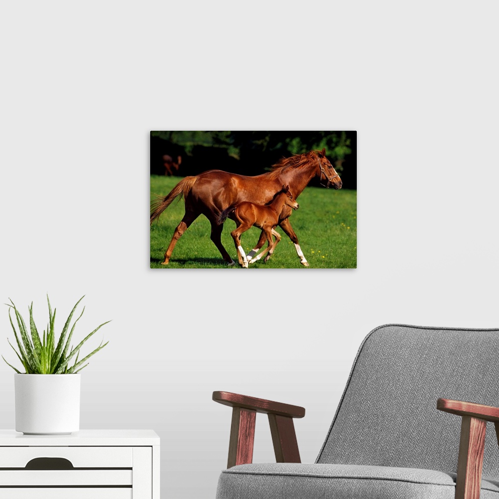 A modern room featuring Thoroughbred Chestnut Mare & Foal, Ireland.