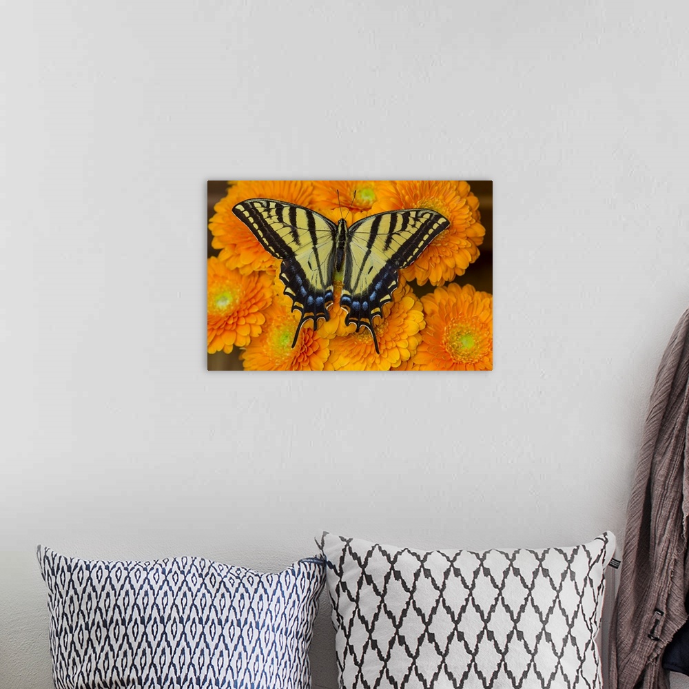 A bohemian room featuring Three-tailed swallowtail butterfly female on orange gerber daisies
