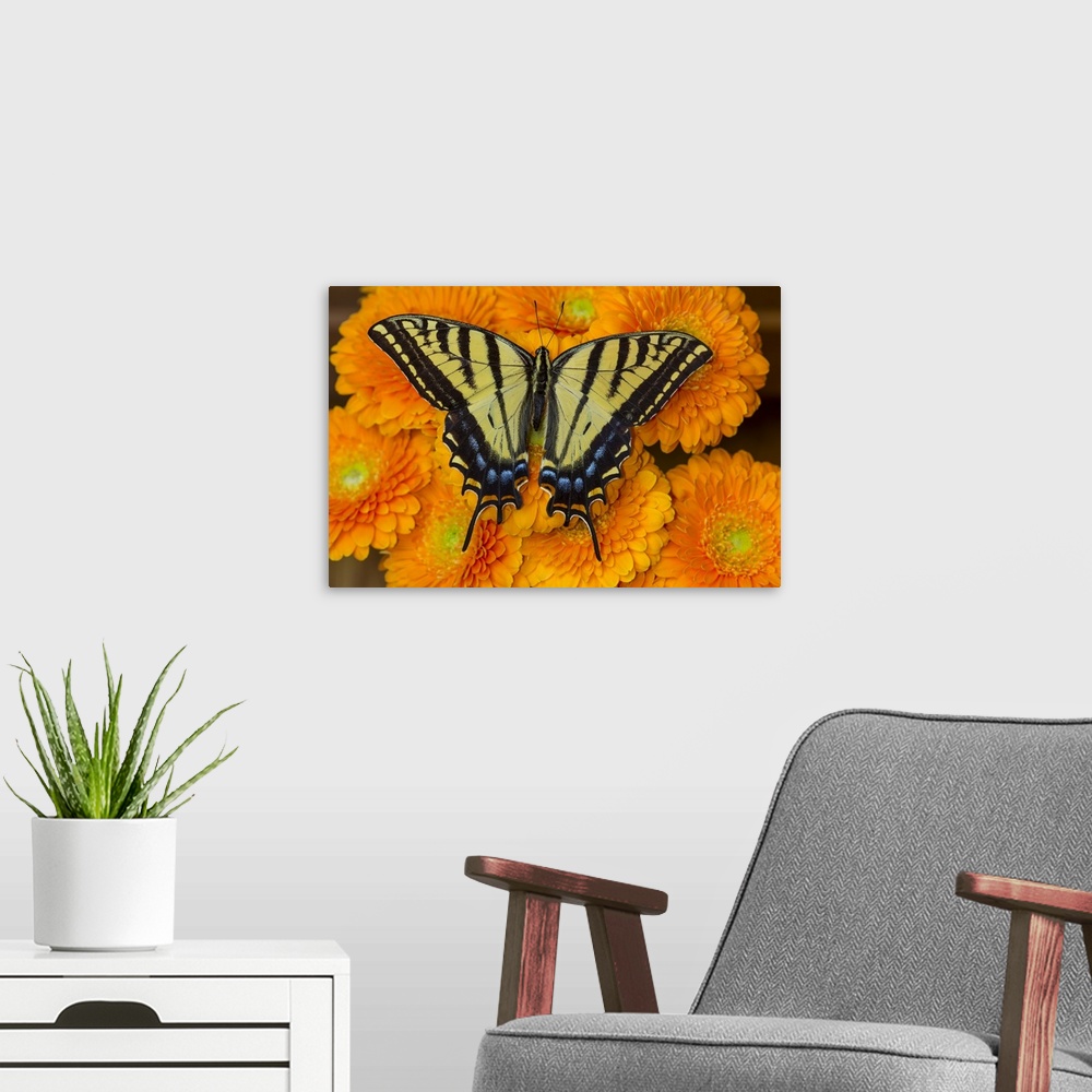 A modern room featuring Three-tailed swallowtail butterfly female on orange gerber daisies