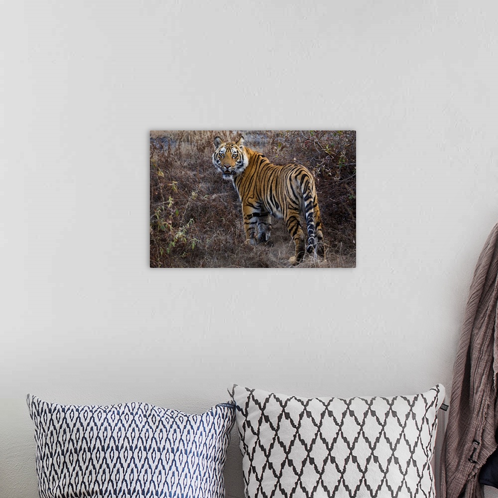 A bohemian room featuring Tiger, Bandhavgarh National Park, India