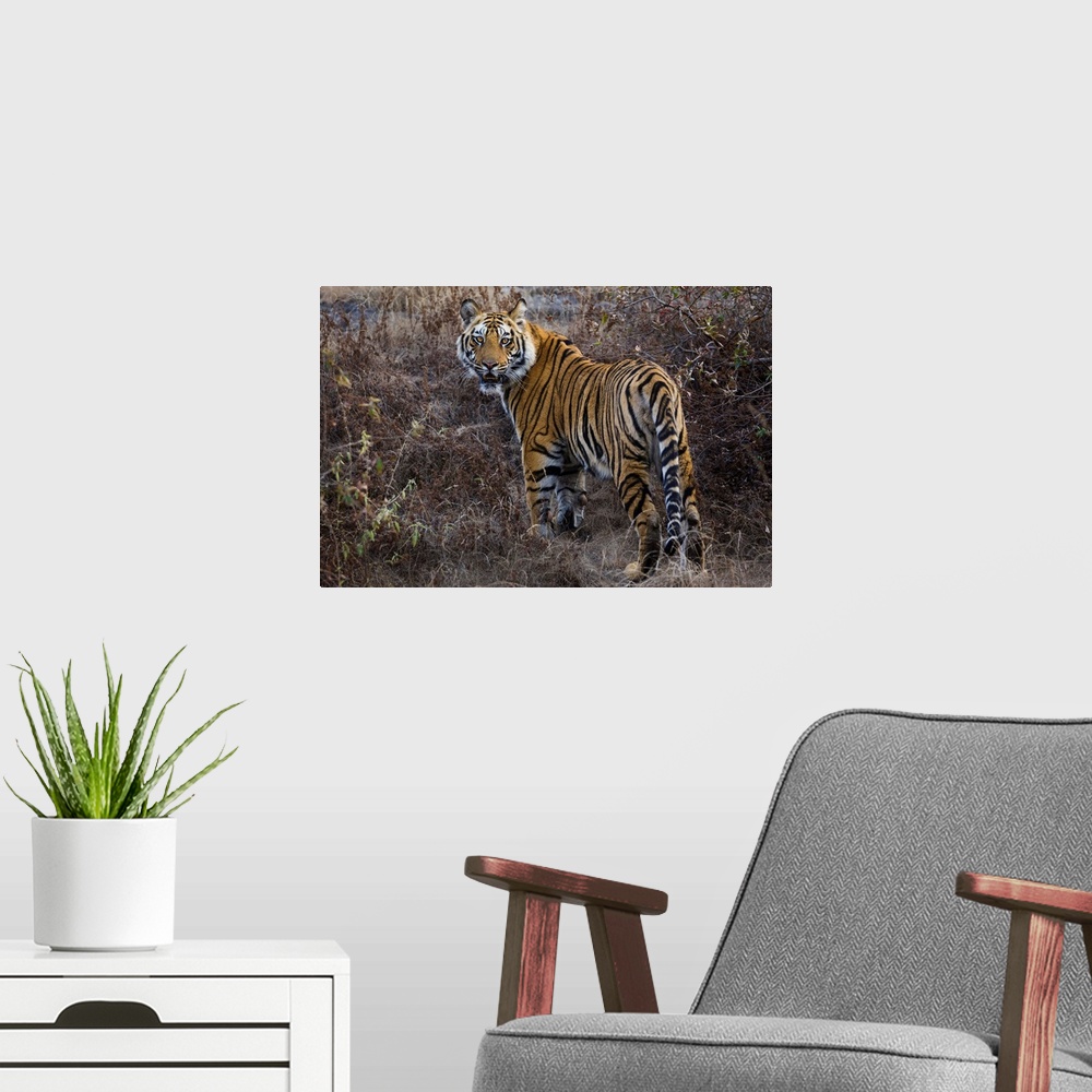 A modern room featuring Tiger, Bandhavgarh National Park, India