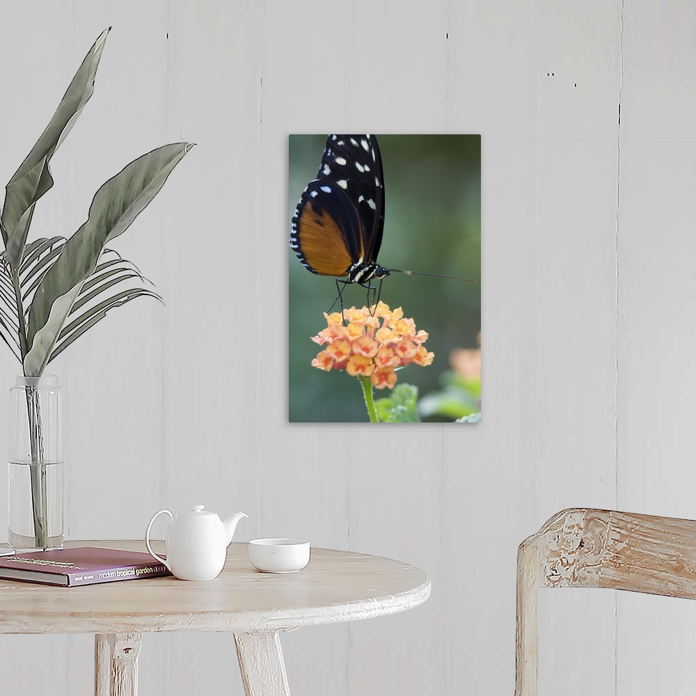 A farmhouse room featuring North America, USA, Georgia, Pine Mountain. Tiger Longwing butterfly.