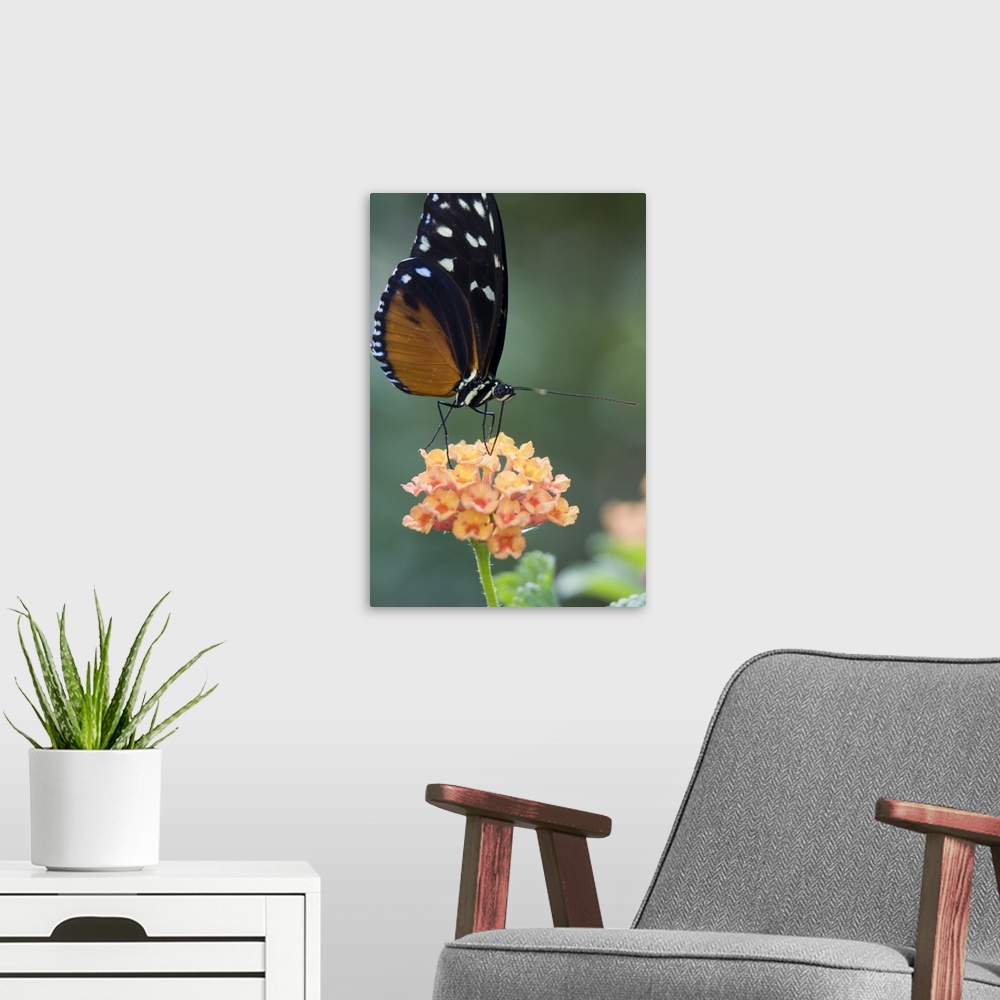 A modern room featuring North America, USA, Georgia, Pine Mountain. Tiger Longwing butterfly.