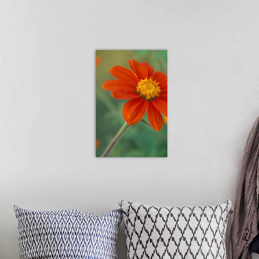 A bohemian room featuring Tithonia (Mexican Sunflower) blossoms with water droplets.