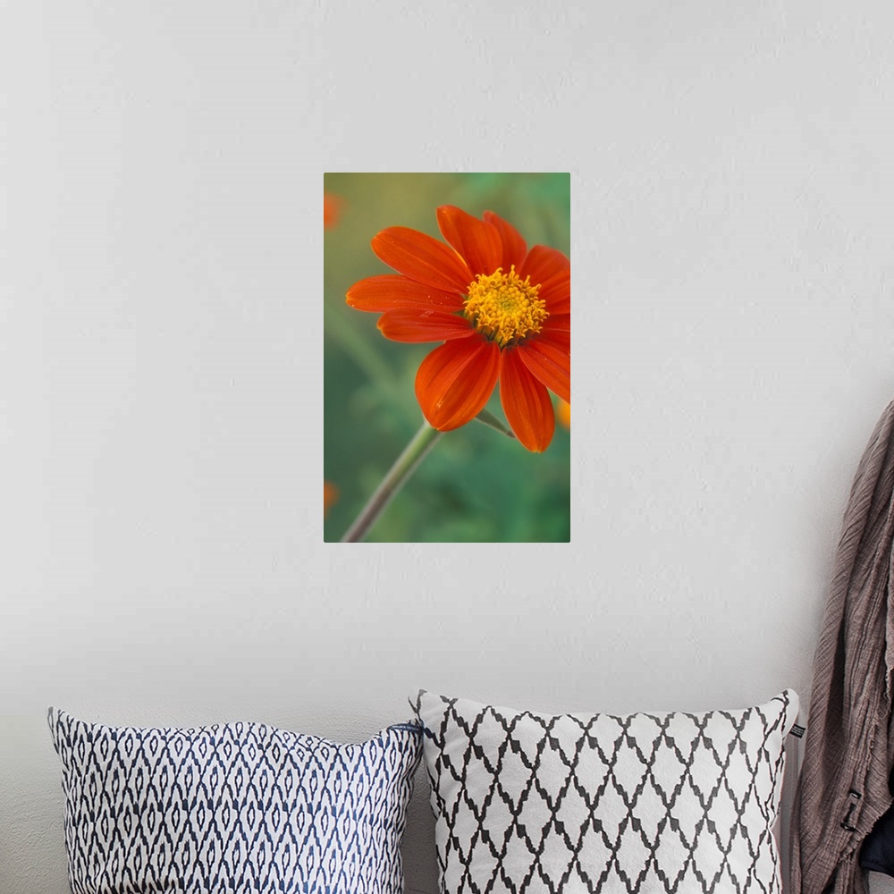 A bohemian room featuring Tithonia (Mexican Sunflower) blossoms with water droplets.