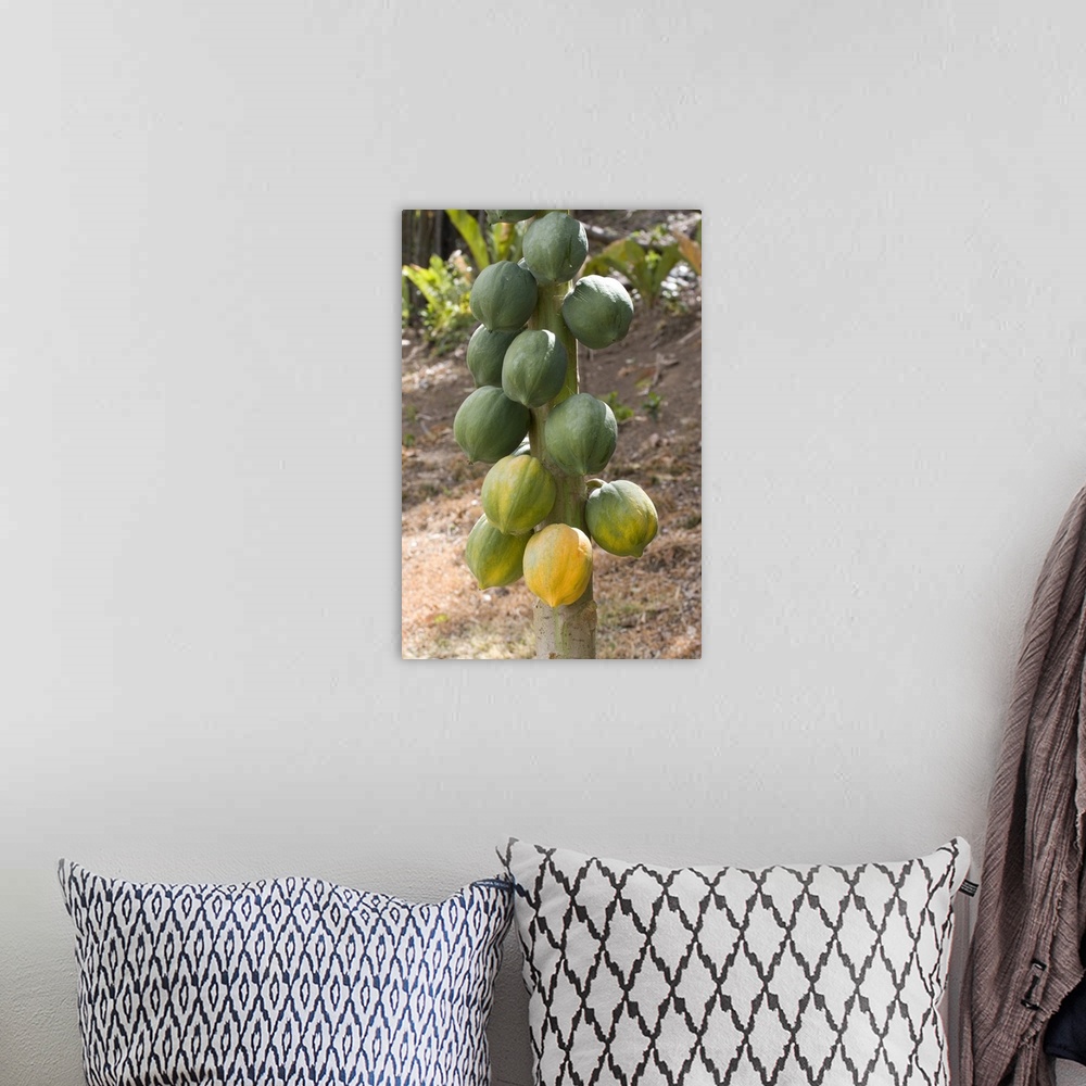 A bohemian room featuring Caribbean - Tobago - Fruit hanging on tree on Little Tobago Island.