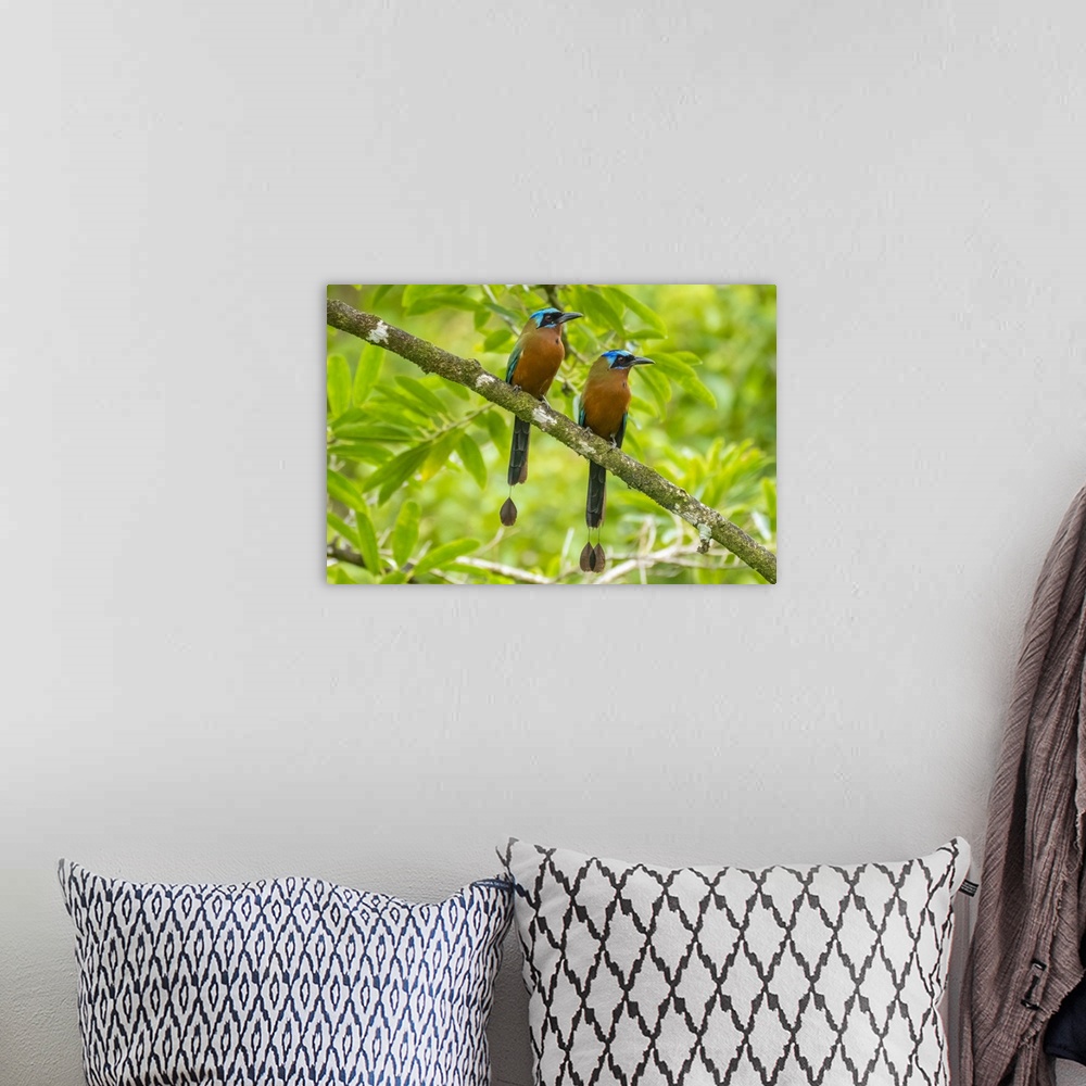 A bohemian room featuring Tobago, Main Ridge Reserve. Pair of motmot birds on limb.