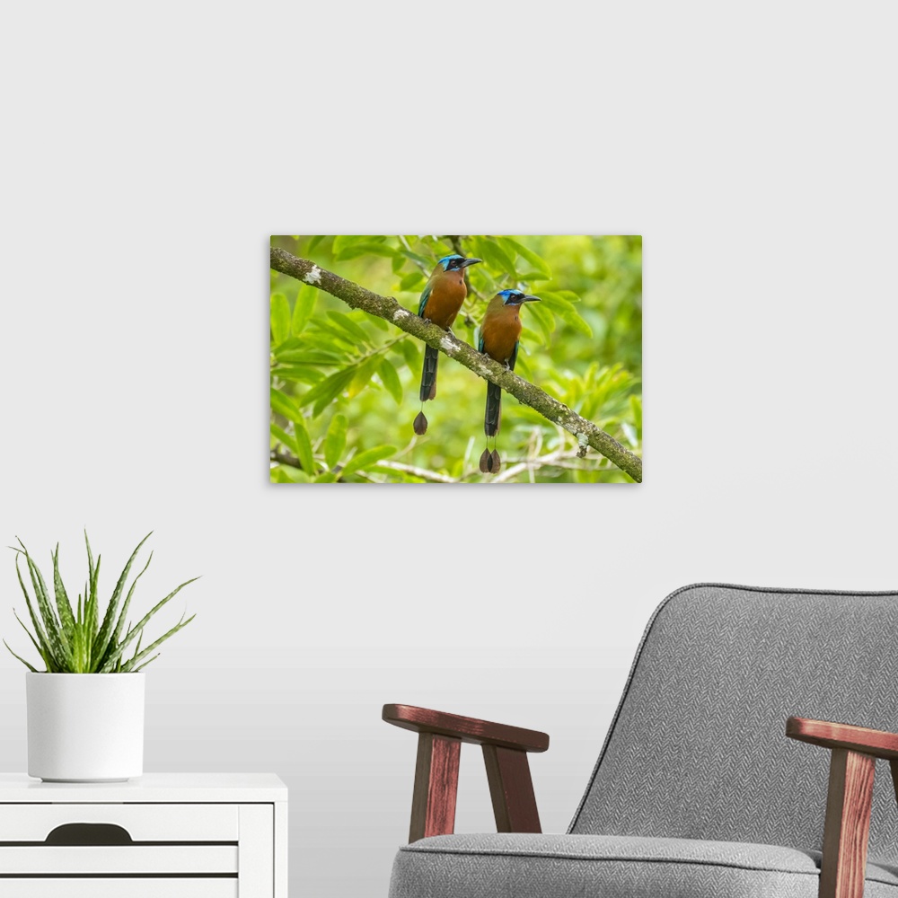 A modern room featuring Tobago, Main Ridge Reserve. Pair of motmot birds on limb.
