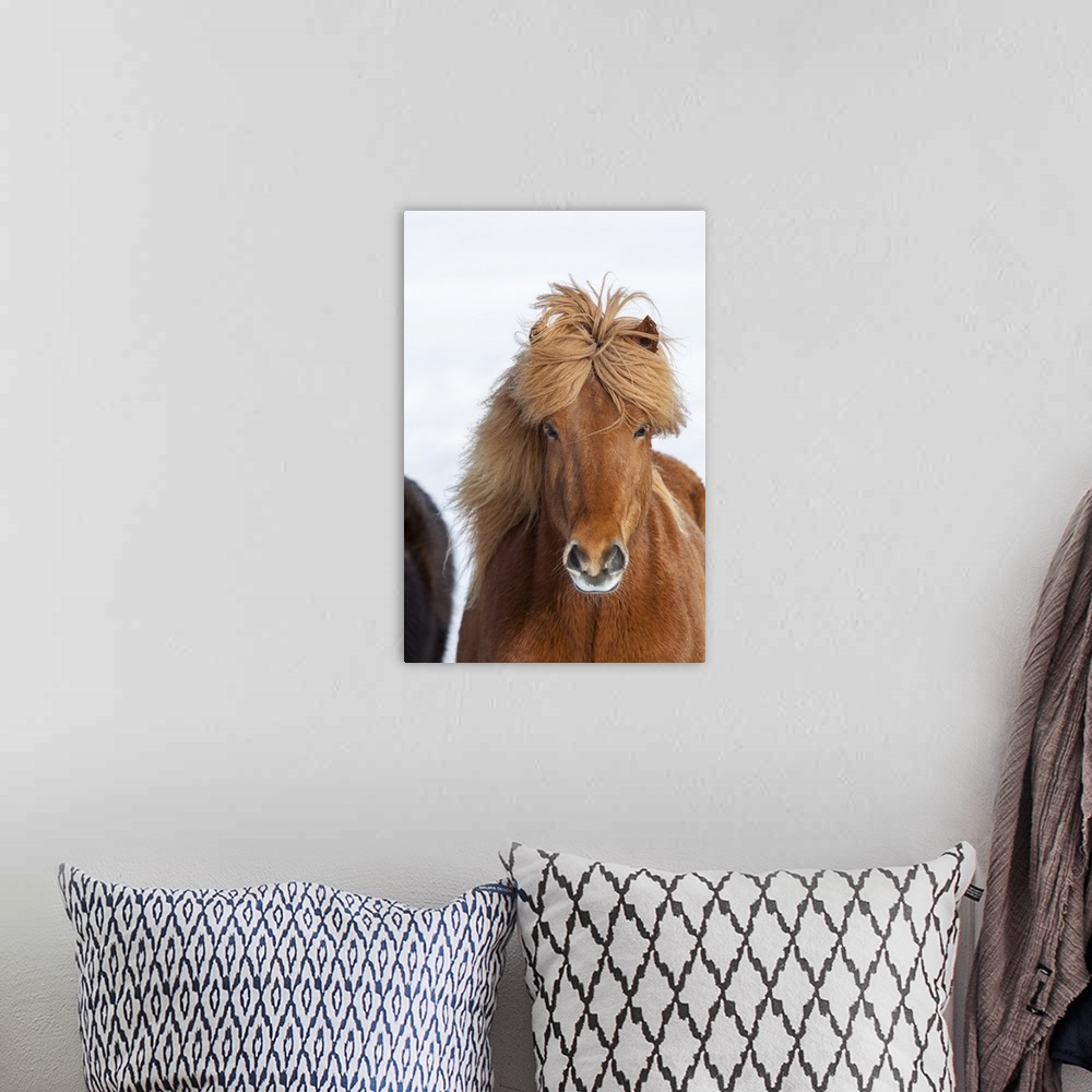 A bohemian room featuring Traditional Icelandic Horse with typical winter coat. Iceland.