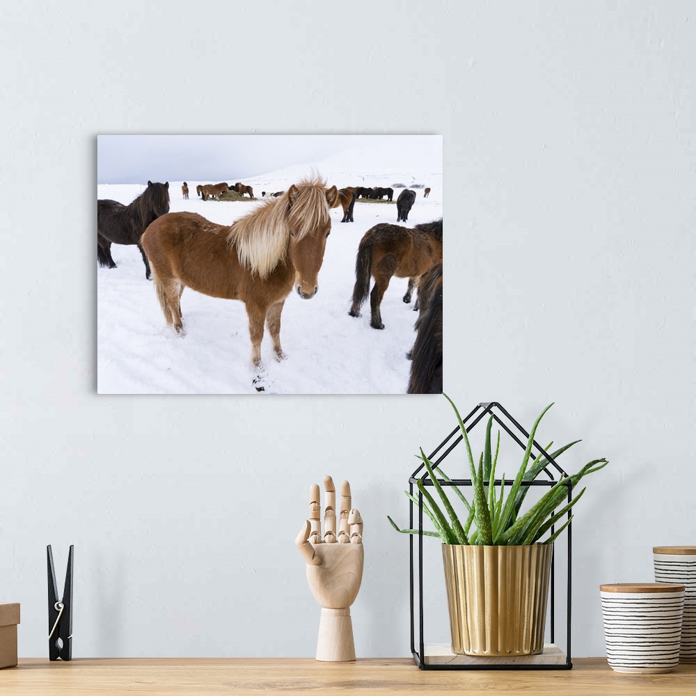 A bohemian room featuring Traditional Icelandic Horse with typical winter coat. Iceland..