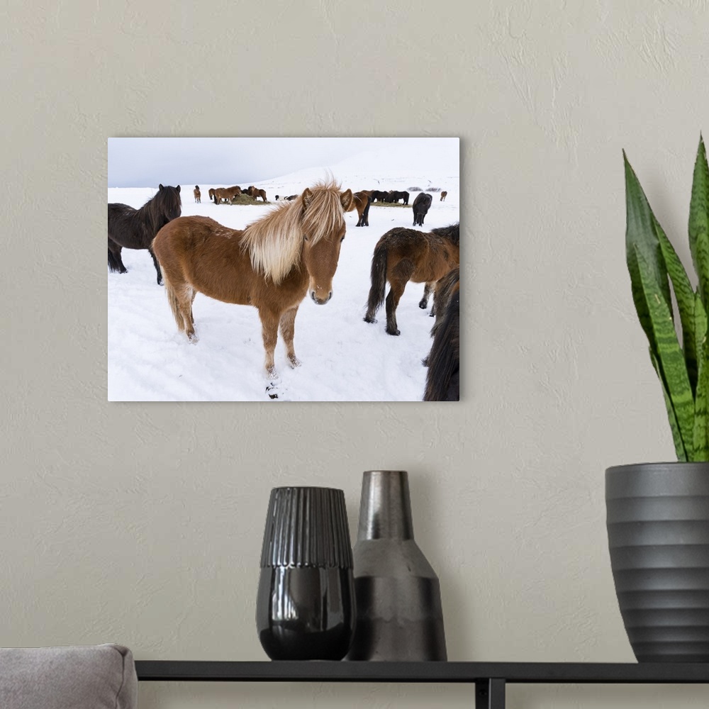 A modern room featuring Traditional Icelandic Horse with typical winter coat. Iceland..