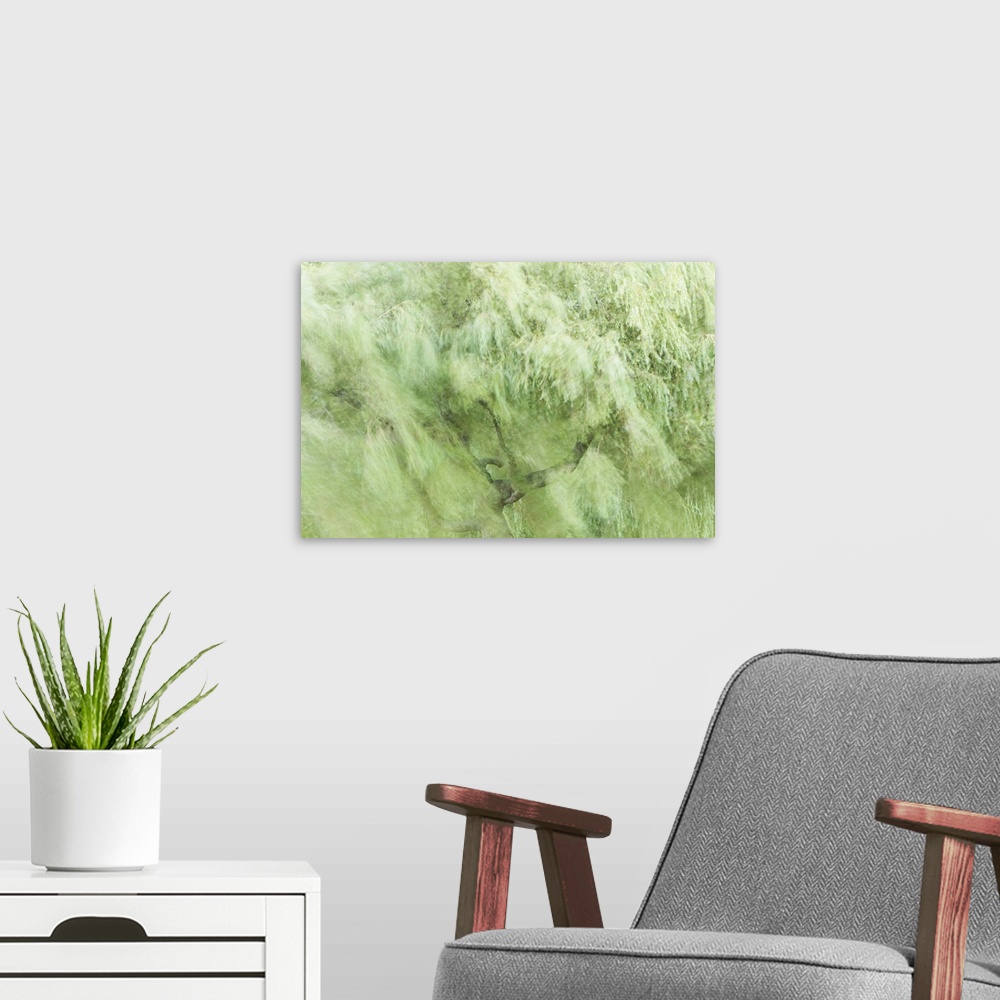 A modern room featuring Tree blowing in wind, Stanley Park, British Columbia