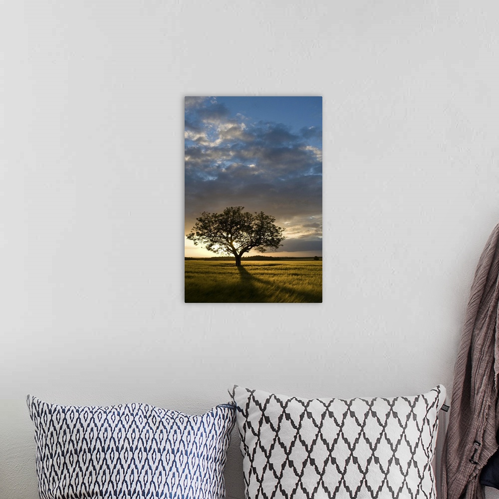 A bohemian room featuring Tree in wheat field at sunset, Burgundy, France