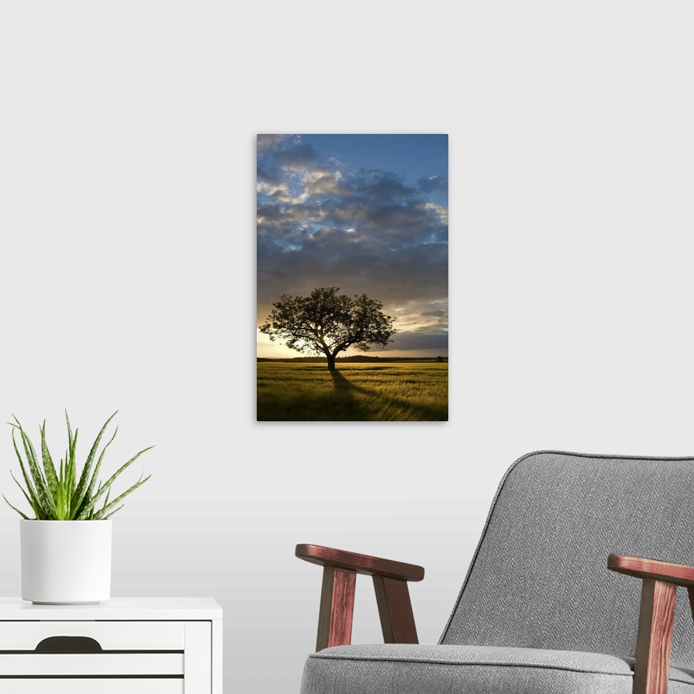 A modern room featuring Tree in wheat field at sunset, Burgundy, France