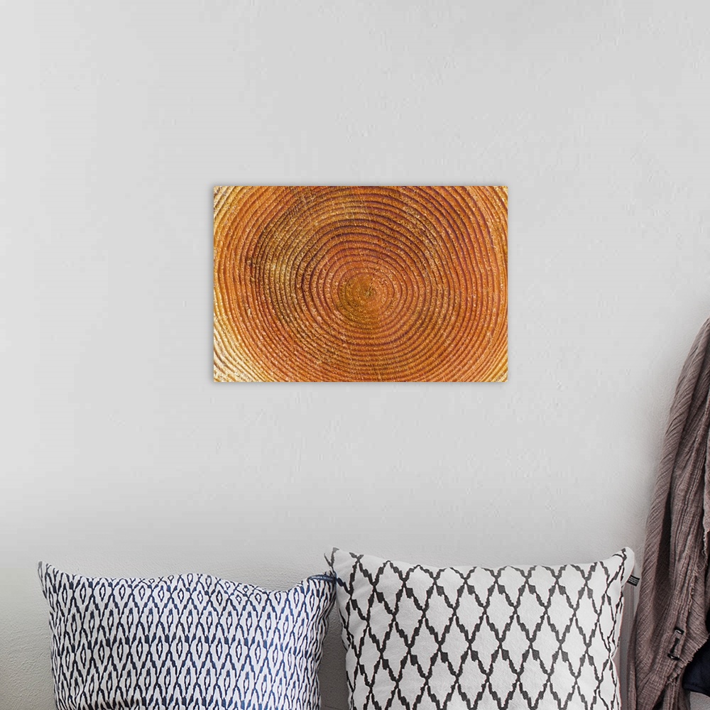 A bohemian room featuring Tree rings, Stanley Park, British Columbia