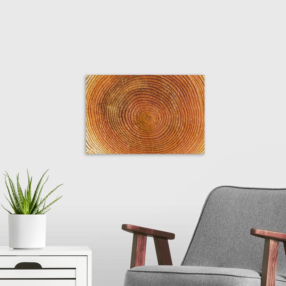 A modern room featuring Tree rings, Stanley Park, British Columbia
