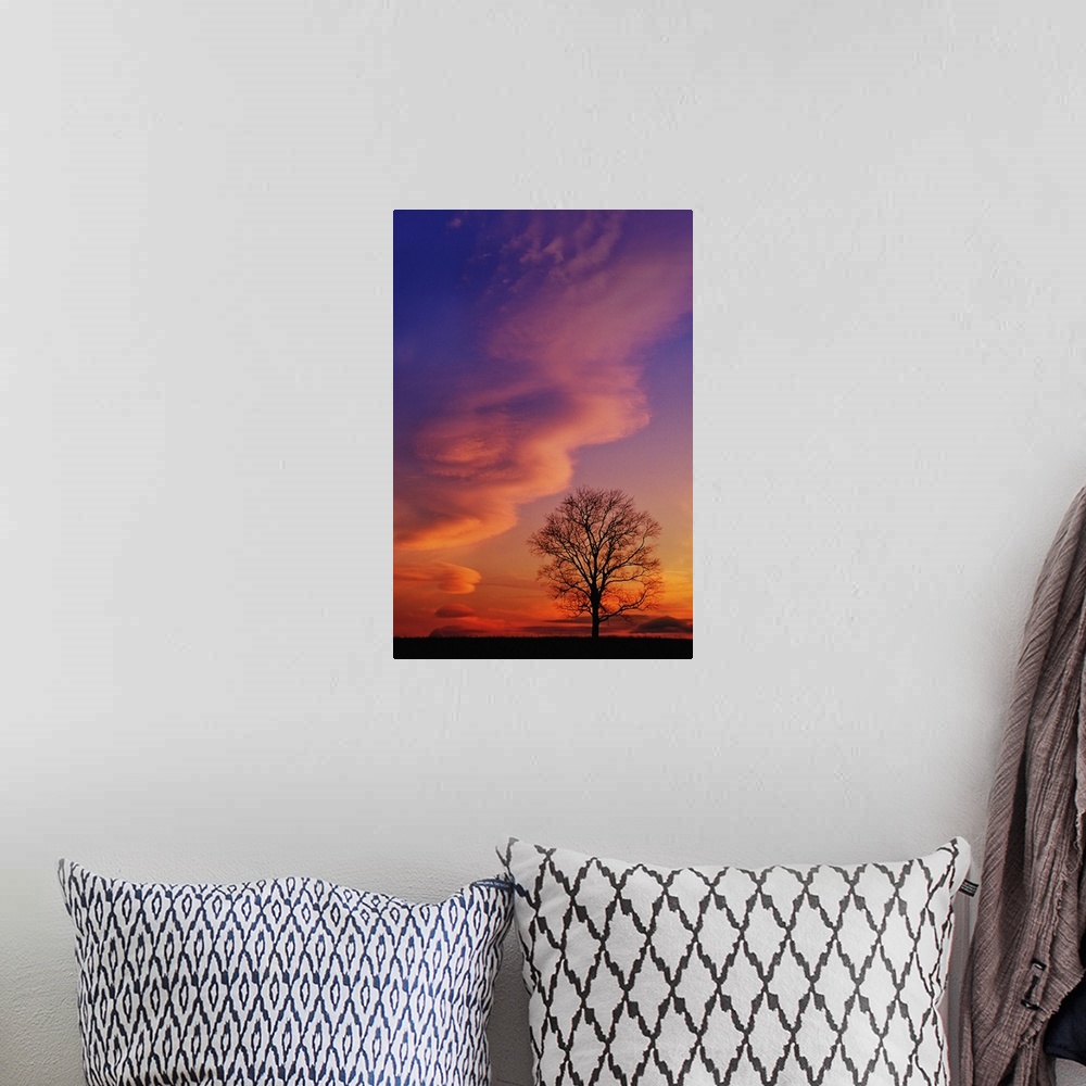 A bohemian room featuring Tree silhouette at sunset