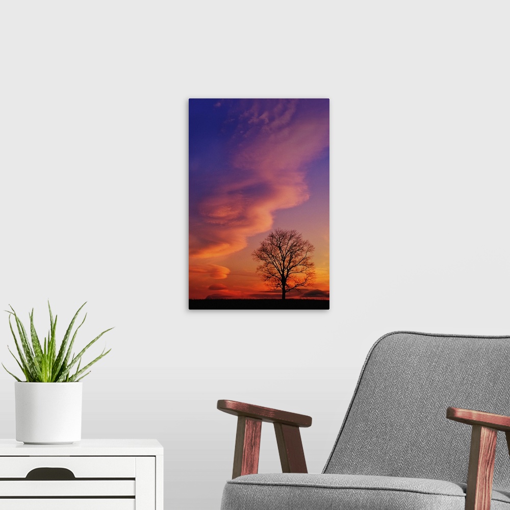 A modern room featuring Tree silhouette at sunset