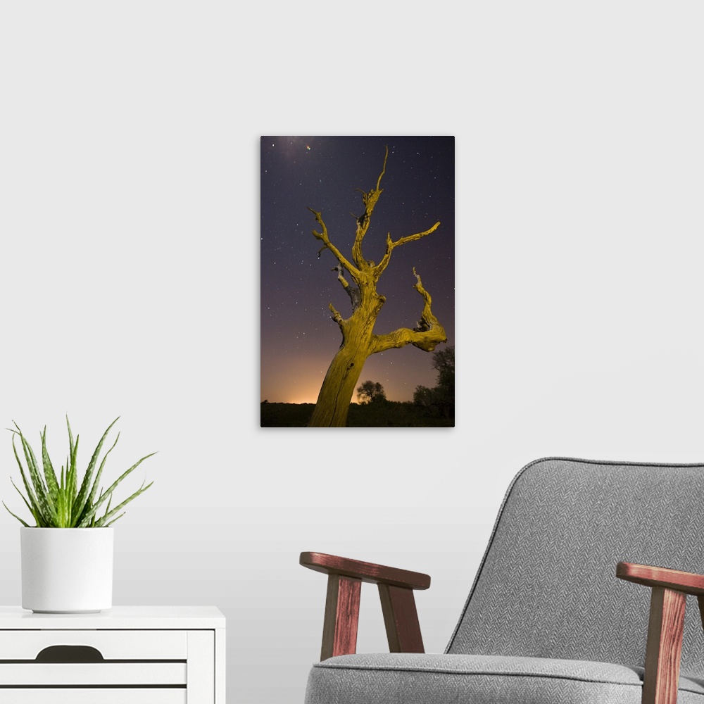 A modern room featuring Tree, stars, and nightfall, Coastal Bend, Texas.