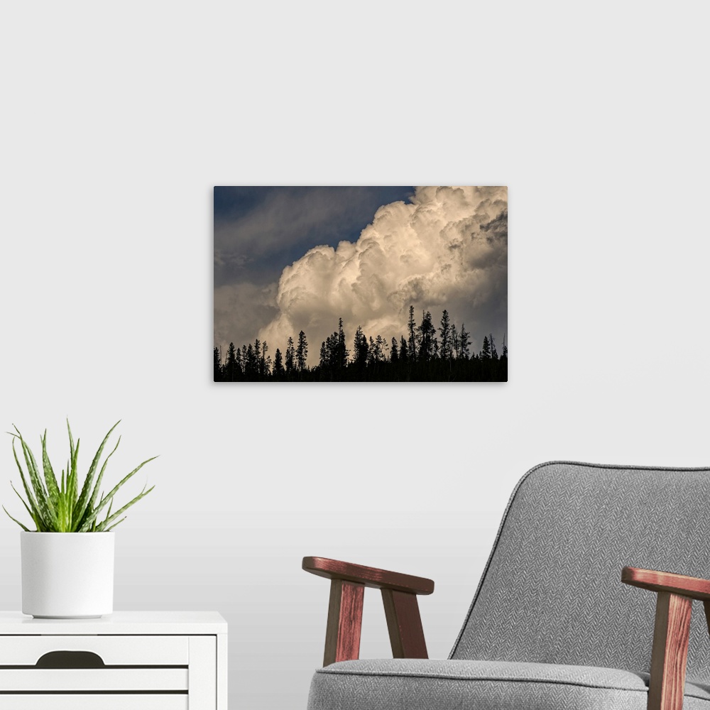 A modern room featuring Trees silhouetted against cumulus cloud, Yellowstone National Park, Wyoming. United States, Wyoming.